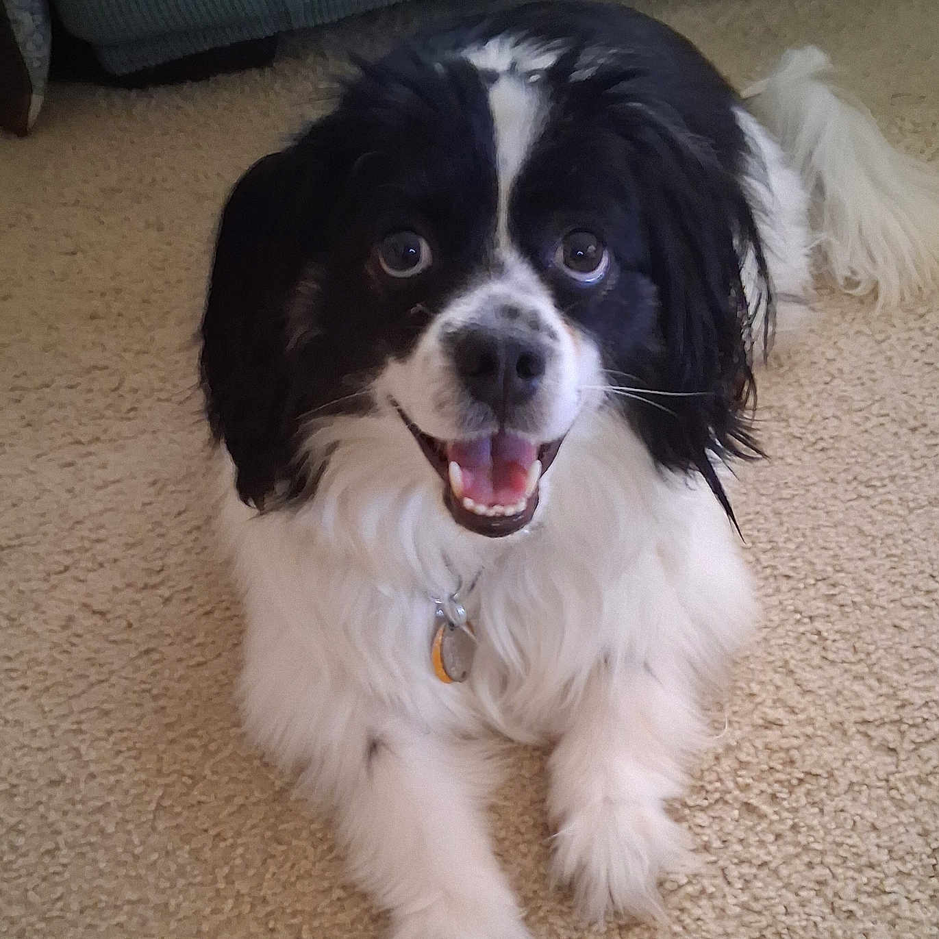 Oreo is registered to the contest to win money with this photo: dog, puppy, black_and_white, fluffy, long_hair, floppy_ears, open_mouth, smiling, happy, sitting, pet, collar, tags, carpet, indoors, living_room, couch, portrait, cute, animal