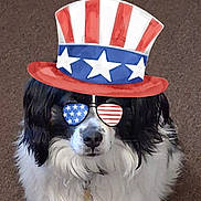 Oreo is registered to the contest to win money with this photo: dog, pet, black_and_white, fluffy, long_hair, portrait, close_up, costume, top_hat, sunglasses, patriotic, american_flag, stars_and_stripes, red_white_blue, festive, funny, cute, face, indoor, brown_background