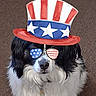 dog, pet, black_and_white, fluffy, long_hair, portrait, close_up, costume, top_hat, sunglasses, patriotic, american_flag, stars_and_stripes, red_white_blue, festive, funny, cute, face, indoor, brown_background
