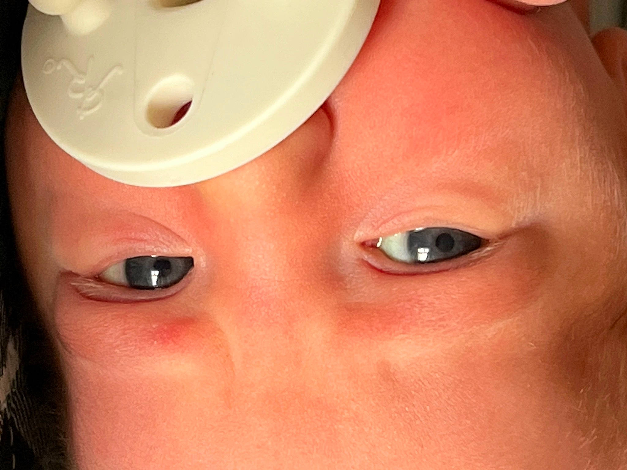 Shiloh is registered to the contest to win money with this photo: cheek, chest, close_up, ear, eyelash, facial_expression, flesh, freckle, gesture, happy, head, human_body, jaw, lip, nose, peach, person, smile, snout, toy