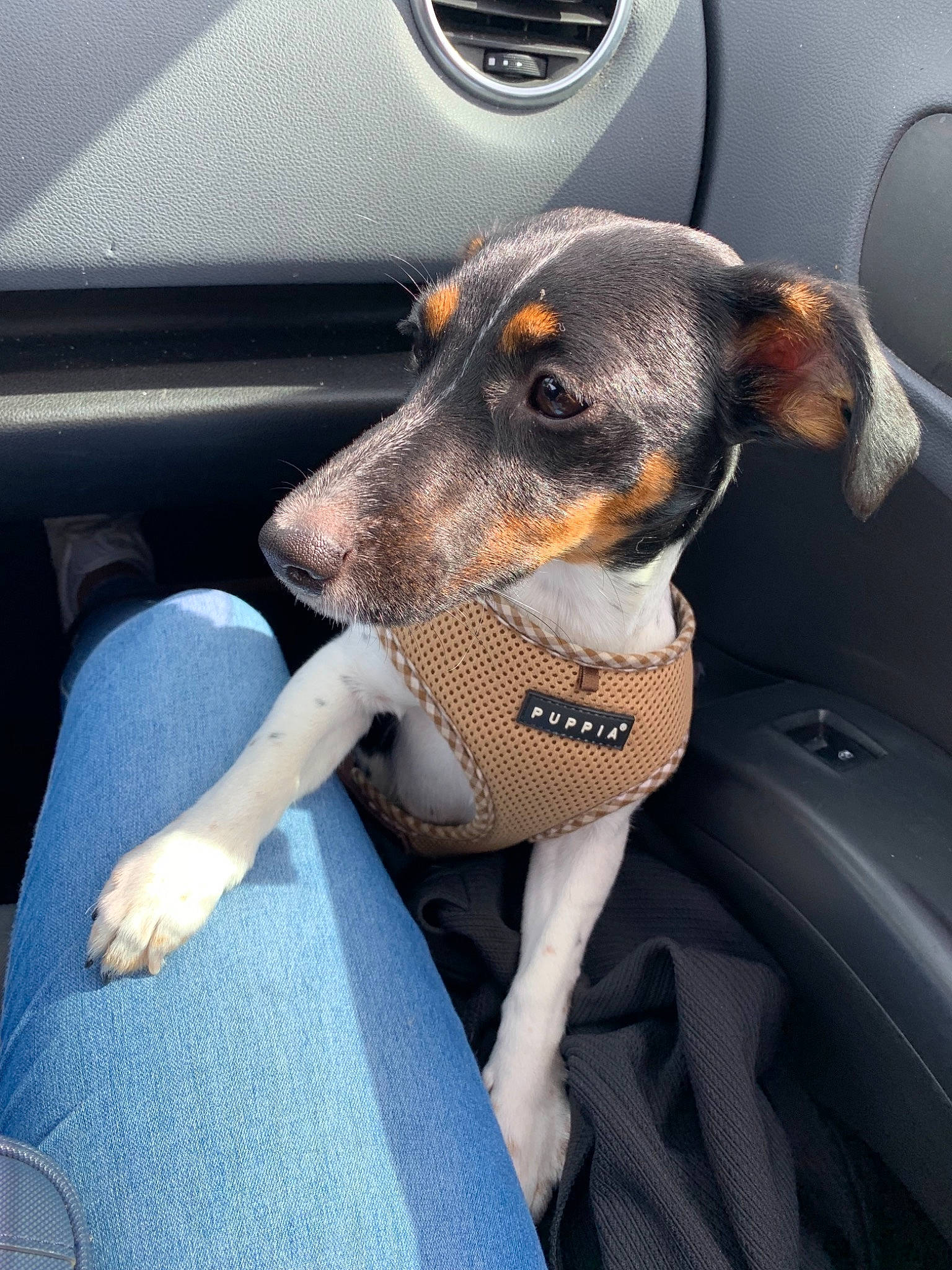 Chipi a rejoint le concours — aidez-le/la à gagner de superbes lots ! brazilian_terrier, canidae, car, car_seat, carnivore, chilean_fox_terrier, companion_dog, danish_swedish_farmdog, dog, dog_breed, driving, feist, rat_terrier, ratonero_bodeguero_andaluz, seat_belt, snout, vehicle