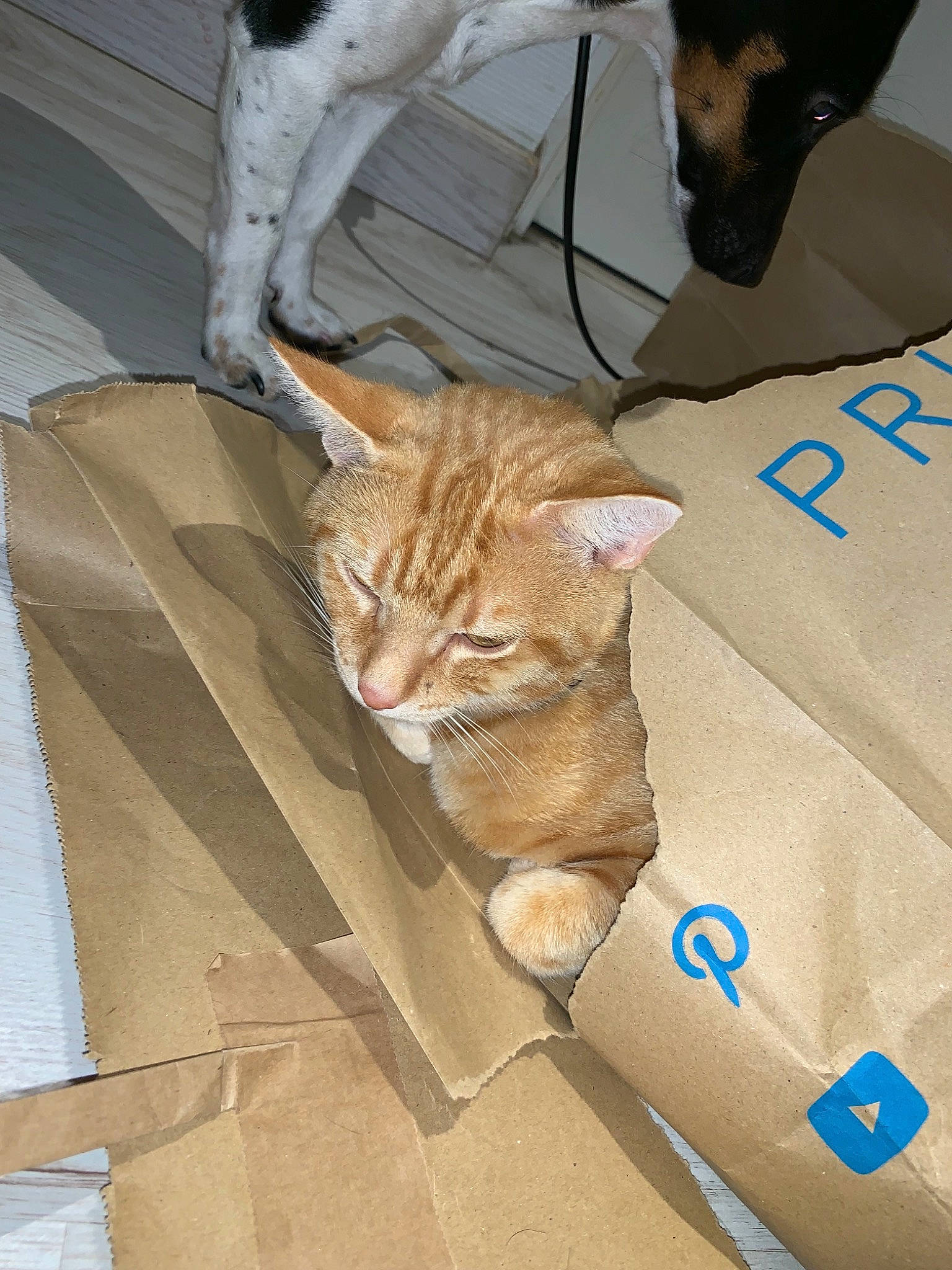 Neptune participe au concours pour gagner de l'argent avec cette photo : aegean_cat, asian, carnivore, cat, domestic_short_haired_cat, european_shorthair, fawn, felidae, fur, kitten, small_to_medium_sized_cats, tabby_cat, tail, whiskers