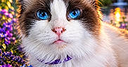 Jaycee Raye is registered to the contest to win money with this photo: cat, blue_eyes, fluffy, close_up, flowers, purple_flowers, blue_flowers, sunset, outdoor, nature, pet, collar, whiskers, fur, garden, colorful, sunlight, portrait, animal, cute