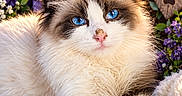 Jaycee Raye is registered to the contest to win money with this photo: animal, blanket, blue_eyes, cat, cozy, cute, feline, flower, fluffy, garden, nature, outdoor, paw_print, pet, portrait, purple_flower, relaxing, sunlight, sunset, white_flower