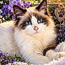 Jaycee Raye is registered to the contest to win money with this photo: cat, blue_eyes, fluffy, flower, purple_flower, white_flower, garden, sunlight, cozy, blanket, paw_print, pet, animal, cute, portrait, outdoor, nature, relaxing, feline, sunset