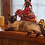 cat, siamese_cat, wooden_surface, flowers, autumn_decor, scarecrow_doll, window_blinds, indoor, pet, animal, relaxed, orange_flowers, decorations, furniture, cute, fall_theme, cozy, laying_down, domestic_cat, household