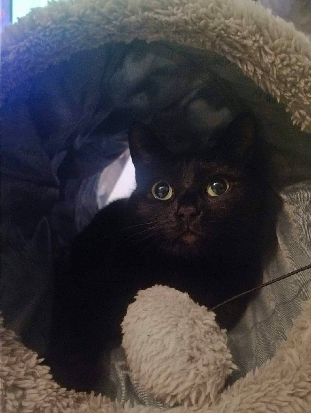 Tinkabelle is registered to the contest to win money with this photo: automotive_tire, carnivore, cat, cat_bed, comfort, domestic_short_haired_cat, felidae, fur, glasses, hat, small_to_medium_sized_cats, snout, terrestrial_animal, whiskers, working_animal