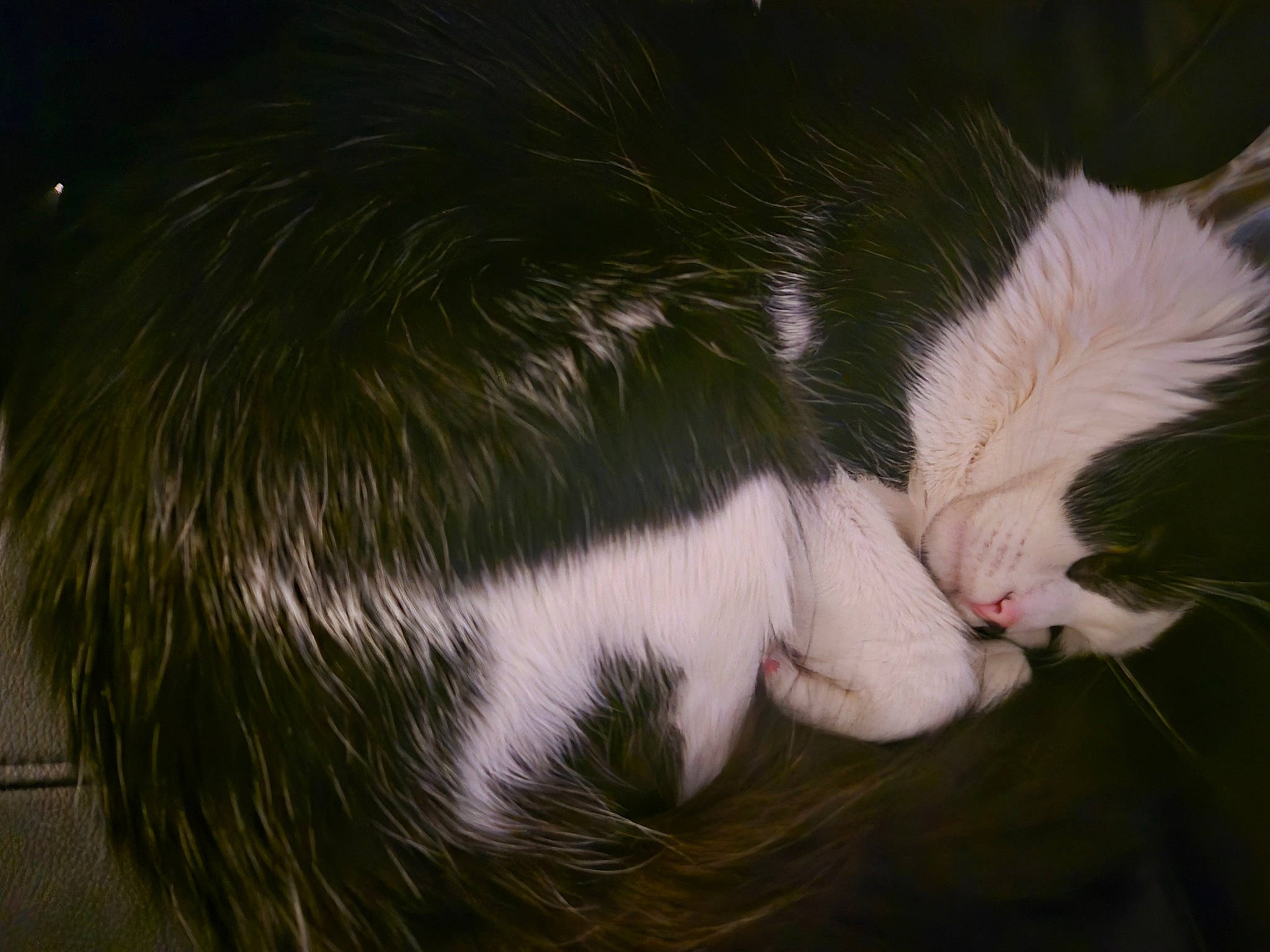 Arlo joined the competition — help win amazing prizes! carnivore, cat, cat_supply, claw, darkness, dog_breed, domestic_short_haired_cat, ear, felidae, fur, gesture, grass, paw, small_to_medium_sized_cats, tail, terrestrial_animal, whiskers