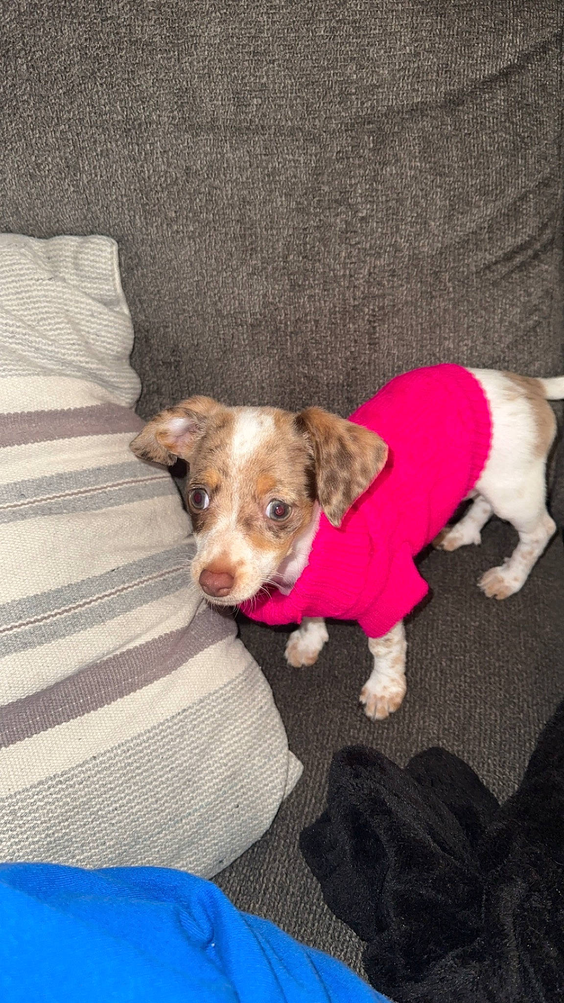 Cleo joined the competition — help win amazing prizes! canidae, carnivore, comfort, companion_dog, dog, dog_breed, dog_clothes, dog_supply, fawn, fur, liver, paw, pet_supply, snout, sporting_group, stuffed_toy, terrier, toy, welsh_terrier, working_animal