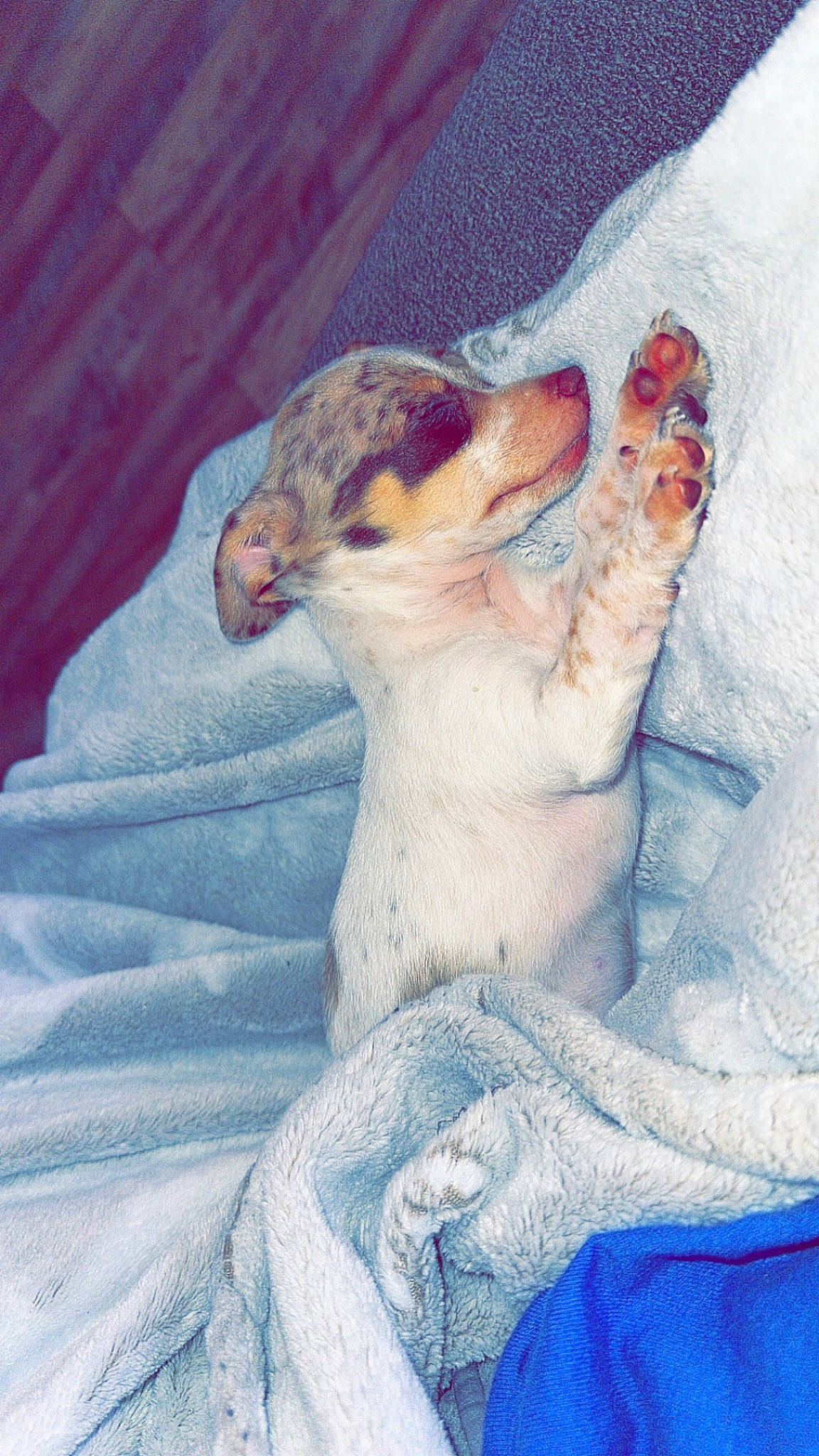 Cleo joined the competition — help win amazing prizes! art, canidae, carnivore, comfort, companion_dog, dog, dog_breed, fawn, felidae, fur, linens, nap, paw, puppy_love, small_to_medium_sized_cats, snout, sporting_group, tail, toy_dog, whiskers