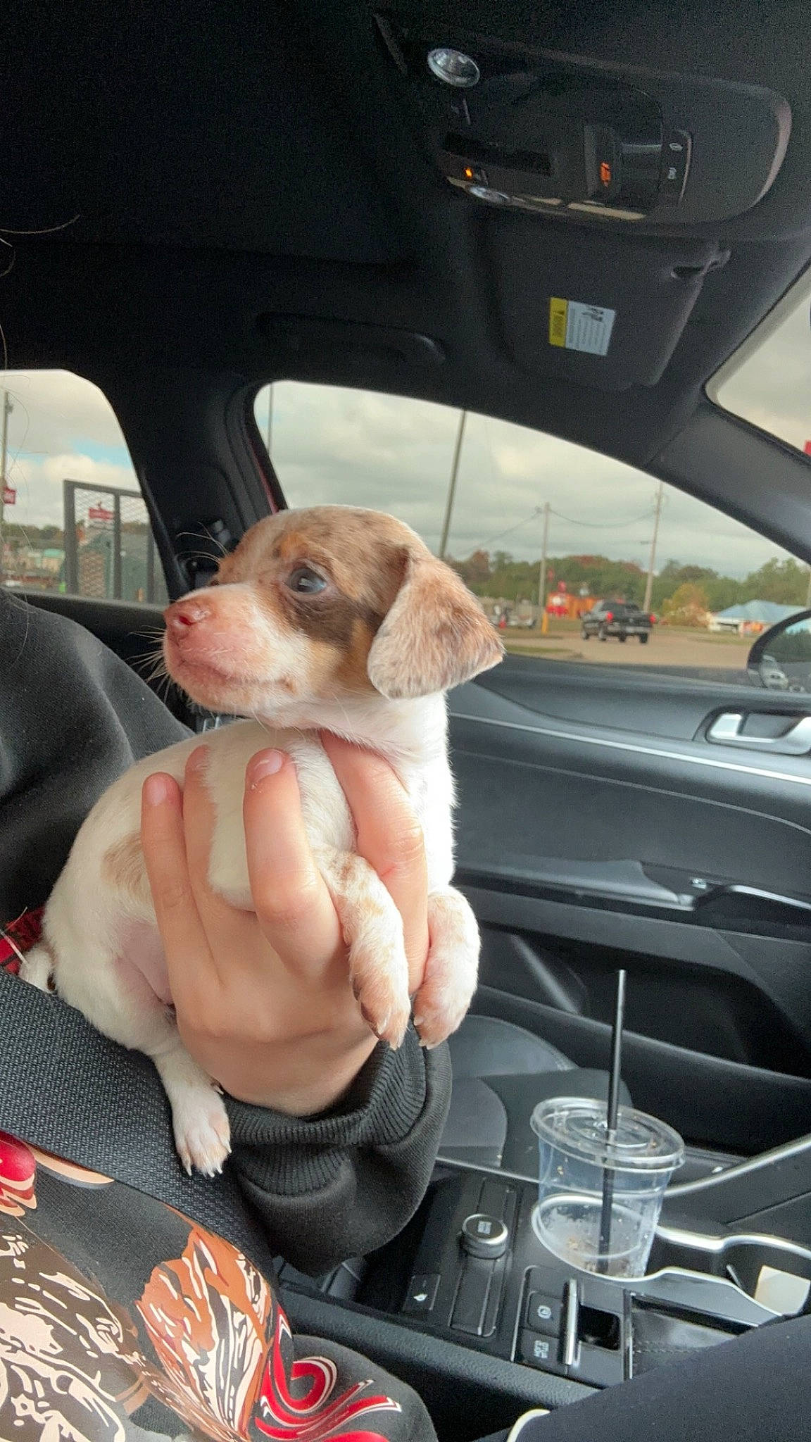 Cleo joined the competition — help win amazing prizes! auto_part, automotive_design, automotive_exterior, automotive_mirror, car, car_seat, carnivore, companion_dog, dog, dog_breed, fawn, mode_of_transport, motor_vehicle, personal_luxury_car, rear_view_mirror, seat_belt, steering_wheel, vehicle, vehicle_door, window