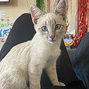 Mina joined the competition — help win amazing prizes! kitten, cat, blue_eyes, indoor, person, lap, wall_art, painting, decorations, curious, feline, pet, young_animal, fur, whiskers, ears, sitting, close_up, domestic_animal, cozy