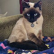 Lucy is registered to the contest to win money with this photo: animal, bell, blanket, blue_eyes, cat, chair, collar, cute, domestic_animal, fur, furniture, indoor, mammal, pet, plush_toy, portrait, siamese_cat, sitting, tag, whiskers