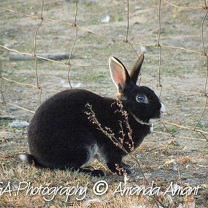Hoppy