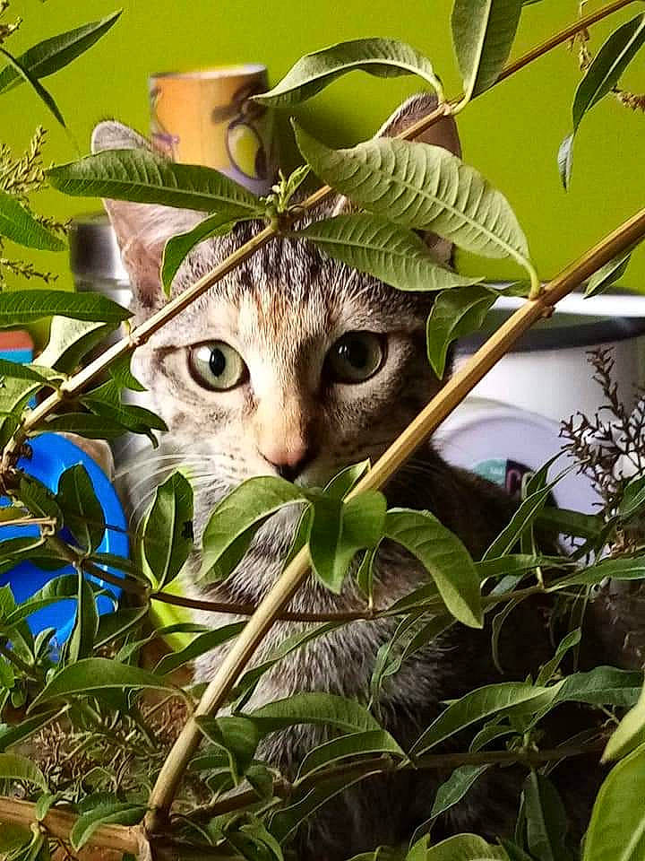 Pimprenelle a rejoint le concours — aidez-le/la à gagner de superbes lots ! adaptation, botany, carnivore, cat, domestic_short_haired_cat, felidae, grass, green, iris, jungle, leaf, natural_environment, organism, plant, small_to_medium_sized_cats, terrestrial_animal, terrestrial_plant, tree, vegetation, whiskers