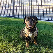 Elvis is registered to the contest to win money with this photo: accessories, animal, backyard, ball, canine, dog, fence, grass, hound, lawn, nature, outdoors, park, pet, plant, puppy, summer, tree, vegetation, yard