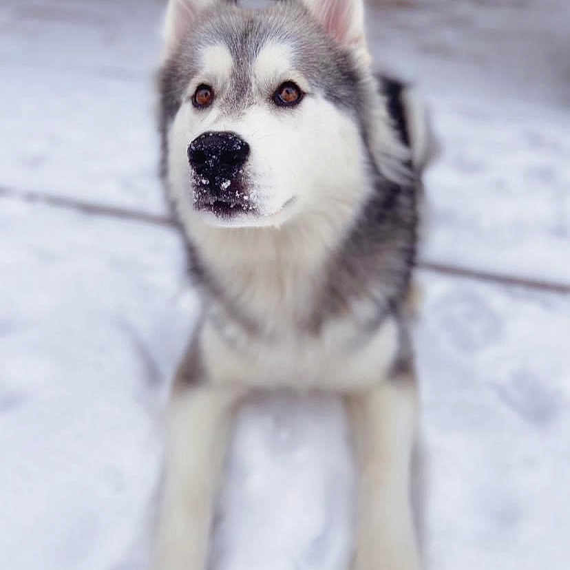 Koda joined the competition — help win amazing prizes! animal, canine, dog, eskimodog, husky, nature, outdoors, pet, puppy, snout, snow, whitedog, wolf