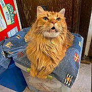 Chief Gimli joined the competition — help win amazing prizes! cat, orange_cat, fluffy, pet, indoor, storage_container, cloth, flag_pattern, kitchen, tile_floor, wooden_door, box, chef_boyardee, ravioli, curious, looking_up, whiskers, fur, domestic_animal, cute