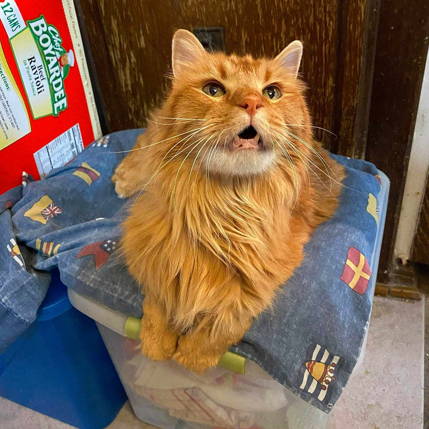Chief Gimli joined the competition — help win amazing prizes! box, cat, chef_boyardee, cloth, curious, cute, domestic_animal, flag_pattern, fluffy, fur, indoor, kitchen, looking_up, orange_cat, pet, ravioli, storage_container, tile_floor, whiskers, wooden_door