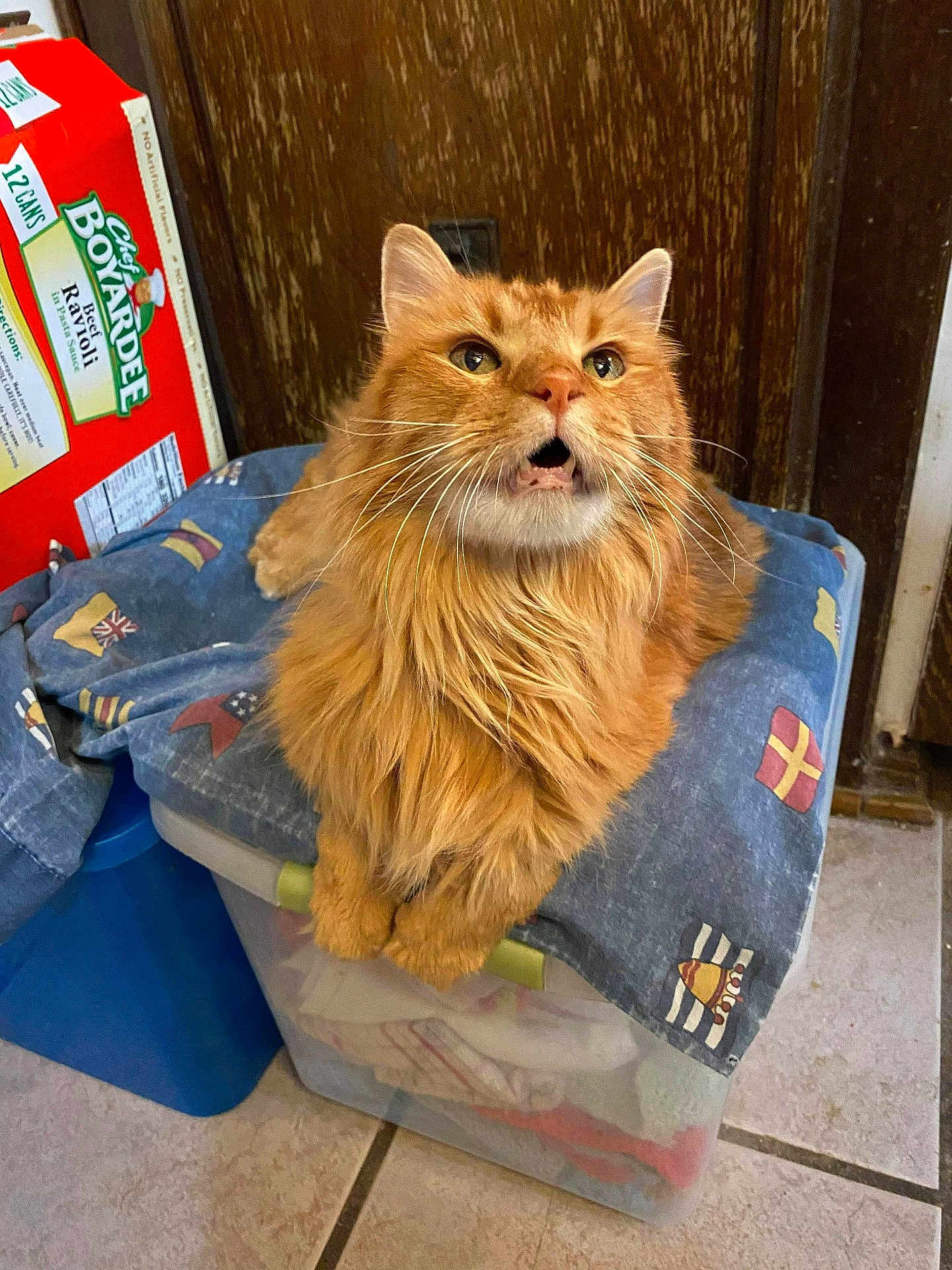 Chief Gimli joined the competition — help win amazing prizes! cat, orange_cat, fluffy, pet, indoor, storage_container, cloth, flag_pattern, kitchen, tile_floor, wooden_door, box, chef_boyardee, ravioli, curious, looking_up, whiskers, fur, domestic_animal, cute