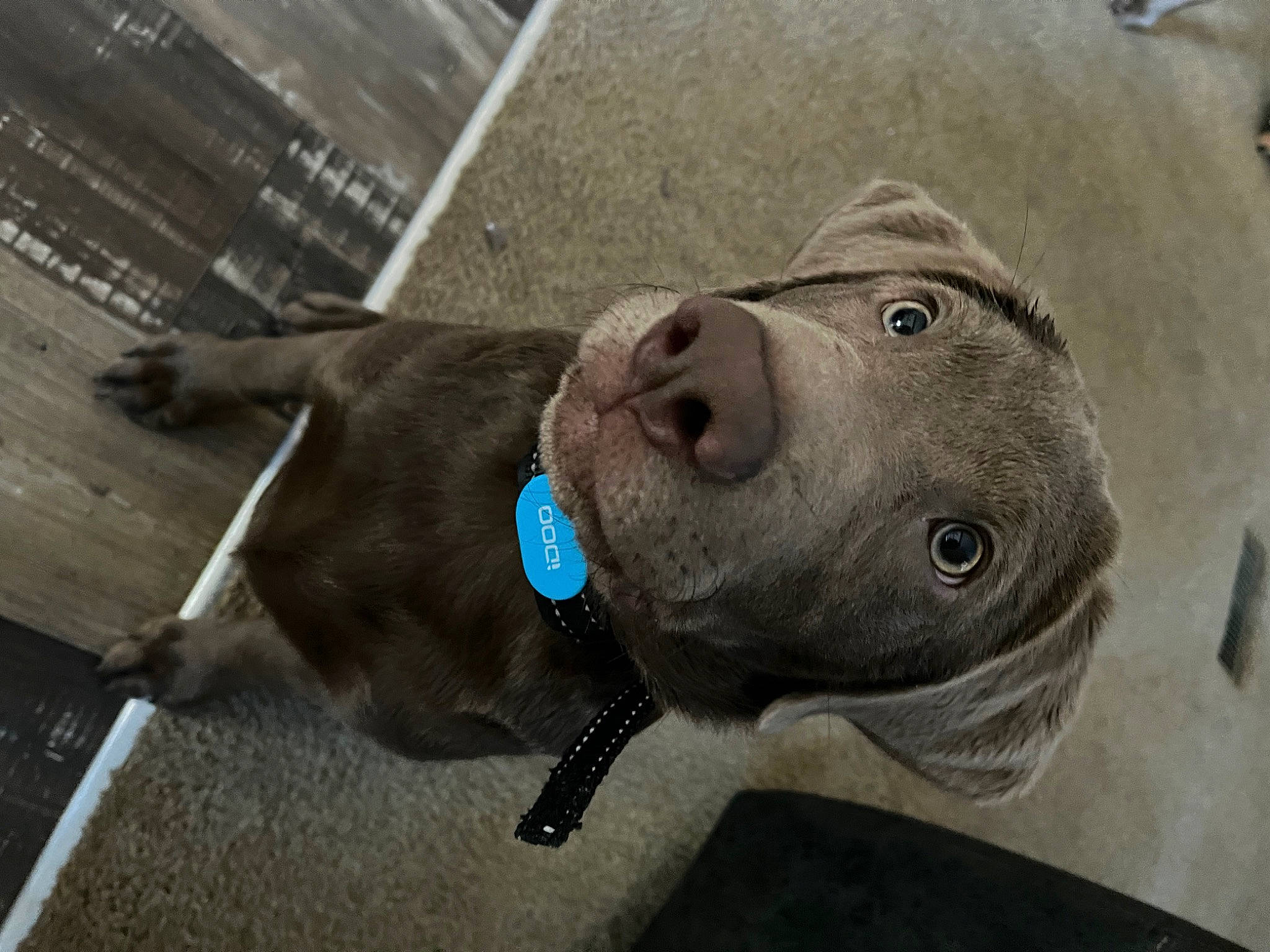 Ally joined the competition — help win amazing prizes! canidae, carnivore, collar, companion_dog, dog, dog_breed, dog_collar, fawn, grey, liver, mammal, non_sporting_group, pet_supply, sporting_group, terrestrial_animal, vertebrate, whiskers, working_animal