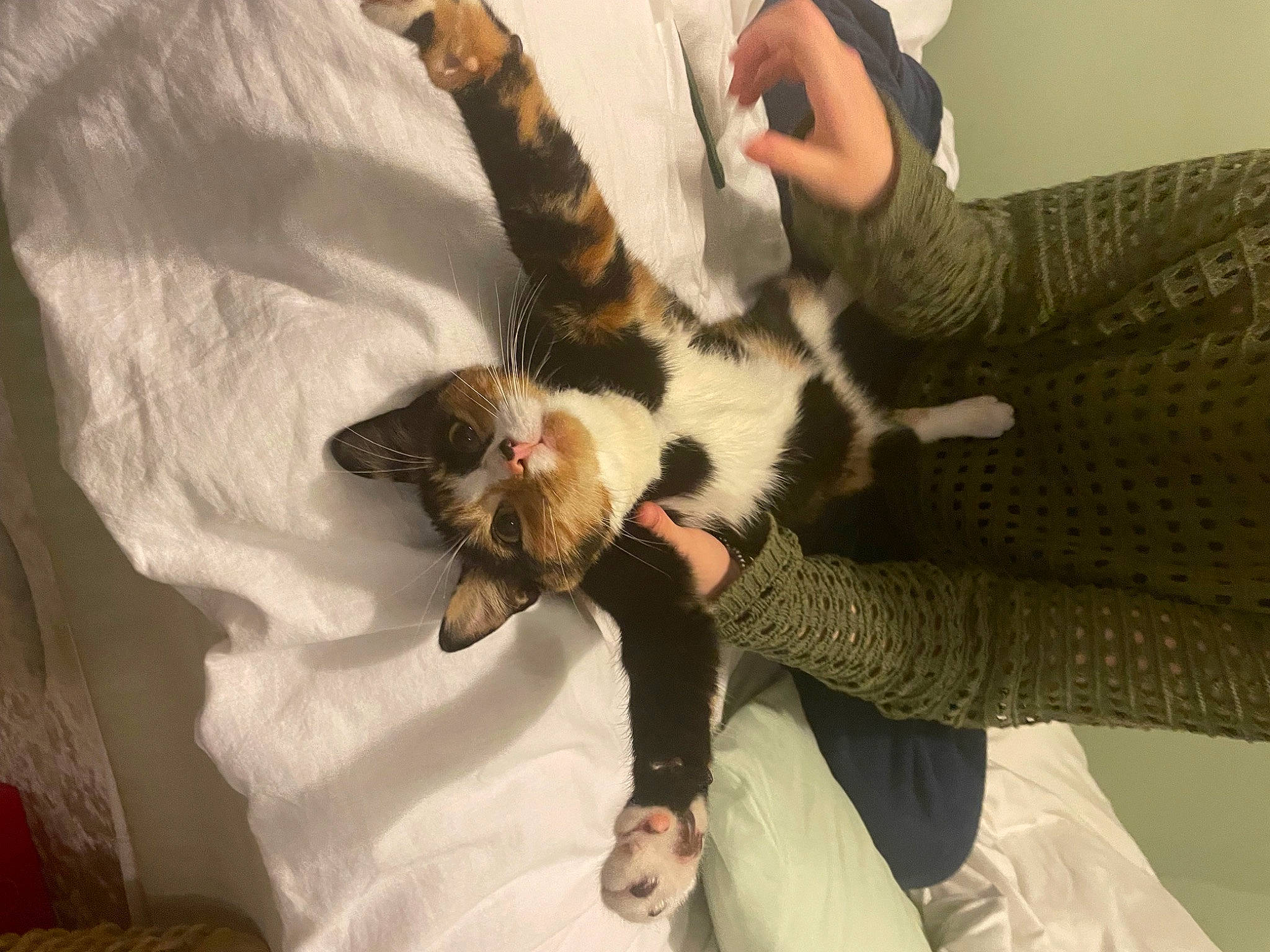 Cinnamon joined the competition — help win amazing prizes! canidae, carnivore, cat, claw, comfort, companion_dog, dog_breed, domestic_short_haired_cat, felidae, finger, fur, gesture, hand, linens, nail, paw, small_to_medium_sized_cats, tail, whiskers, wrist