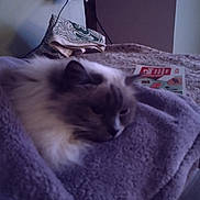 Jennie joined the competition — help win amazing prizes! animal, bed, blanket, book, cat, cozy, domestic, fluffy, furniture, indoor, pet, plug, purple, relaxing, resting, sleepy, socket, soft, towel, wall