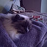 animal, bed, blanket, book, cat, cozy, domestic, fluffy, furniture, indoor, pet, plug, purple, relaxing, resting, sleepy, socket, soft, towel, wall