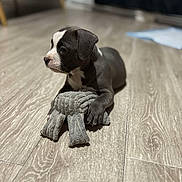 Ruby participe au concours pour gagner de l'argent avec cette photo : puppy, dog, toy, plush, floor, wooden_floor, pet, animal, indoor, cute, young_dog, black_and_white, laying_down, paw, fur, domestic_animal, playful, side_view, looking_away, soft_toy