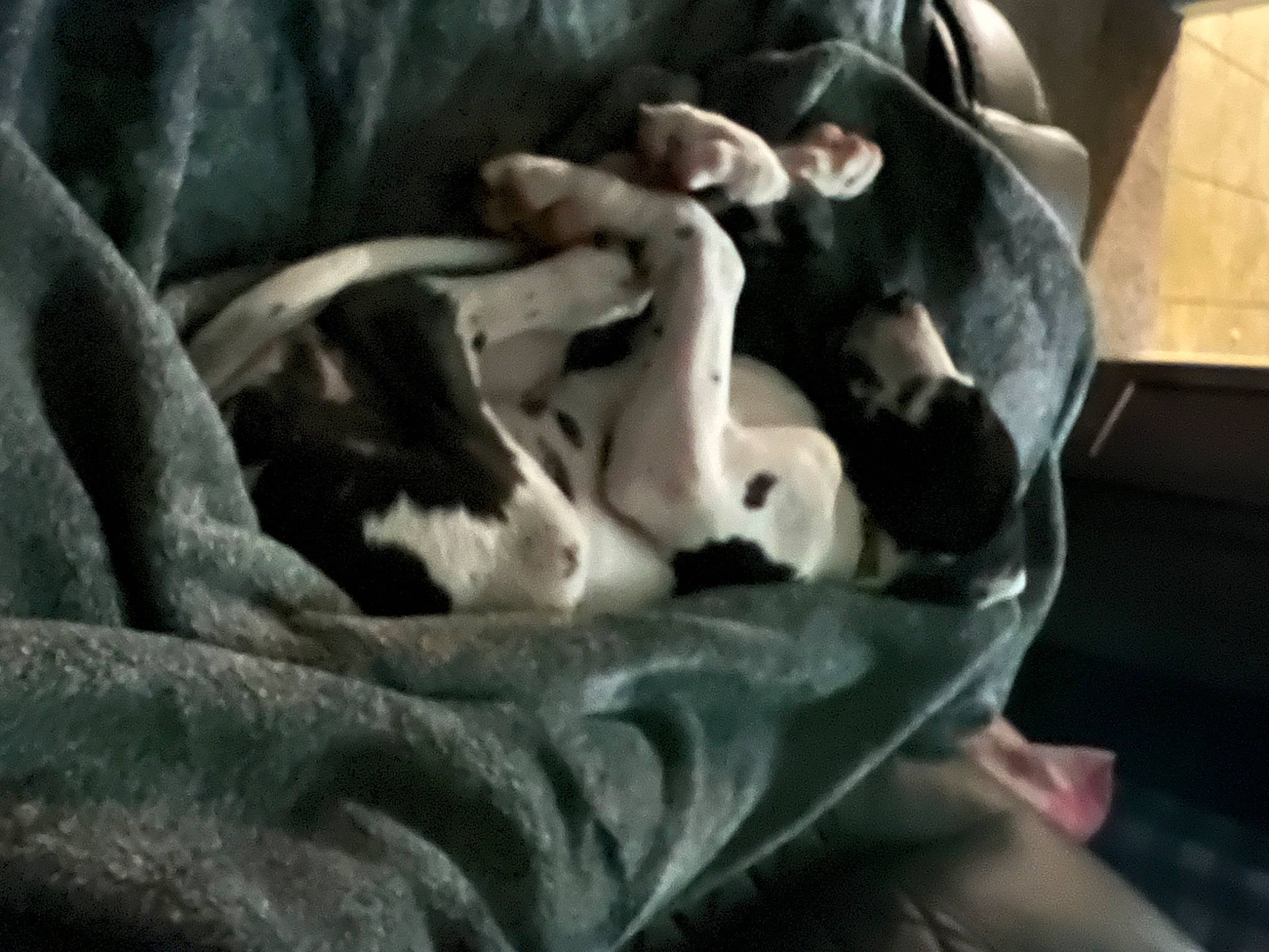 Bernadette is registered to the contest to win money with this photo: ancient_dog_breeds, canidae, carnivore, comfort, companion_dog, dog, dog_breed, fawn, felidae, fur, guard_dog, linens, nap, non_sporting_group, small_to_medium_sized_cats, sporting_group, tail, terrestrial_animal, toy_dog, whiskers