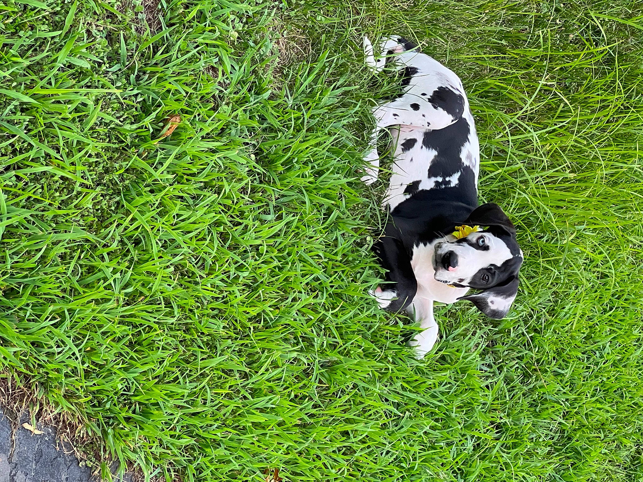 Bernadette joined the competition — help win amazing prizes! canidae, carnivore, companion_dog, dairy_cow, dalmatian, dog, dog_breed, grass, grass_family, grassland, groundcover, non_sporting_group, pasture, plant, sporting_group, tail, terrestrial_animal, terrestrial_plant, working_animal, working_dog