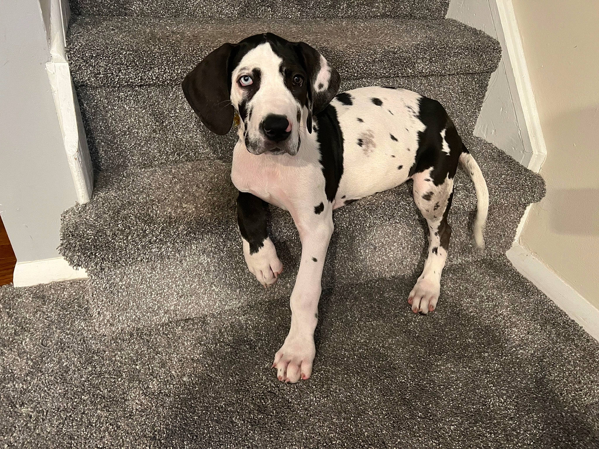 Bernadette joined the competition — help win amazing prizes! bored, carnivore, circle, comfort, companion_dog, dog, dog_breed, dog_collar, dog_supply, fawn, flooring, fur, monochrome_photography, non_sporting_group, paw, pet_supply, sitting, snout, sporting_group, working_animal