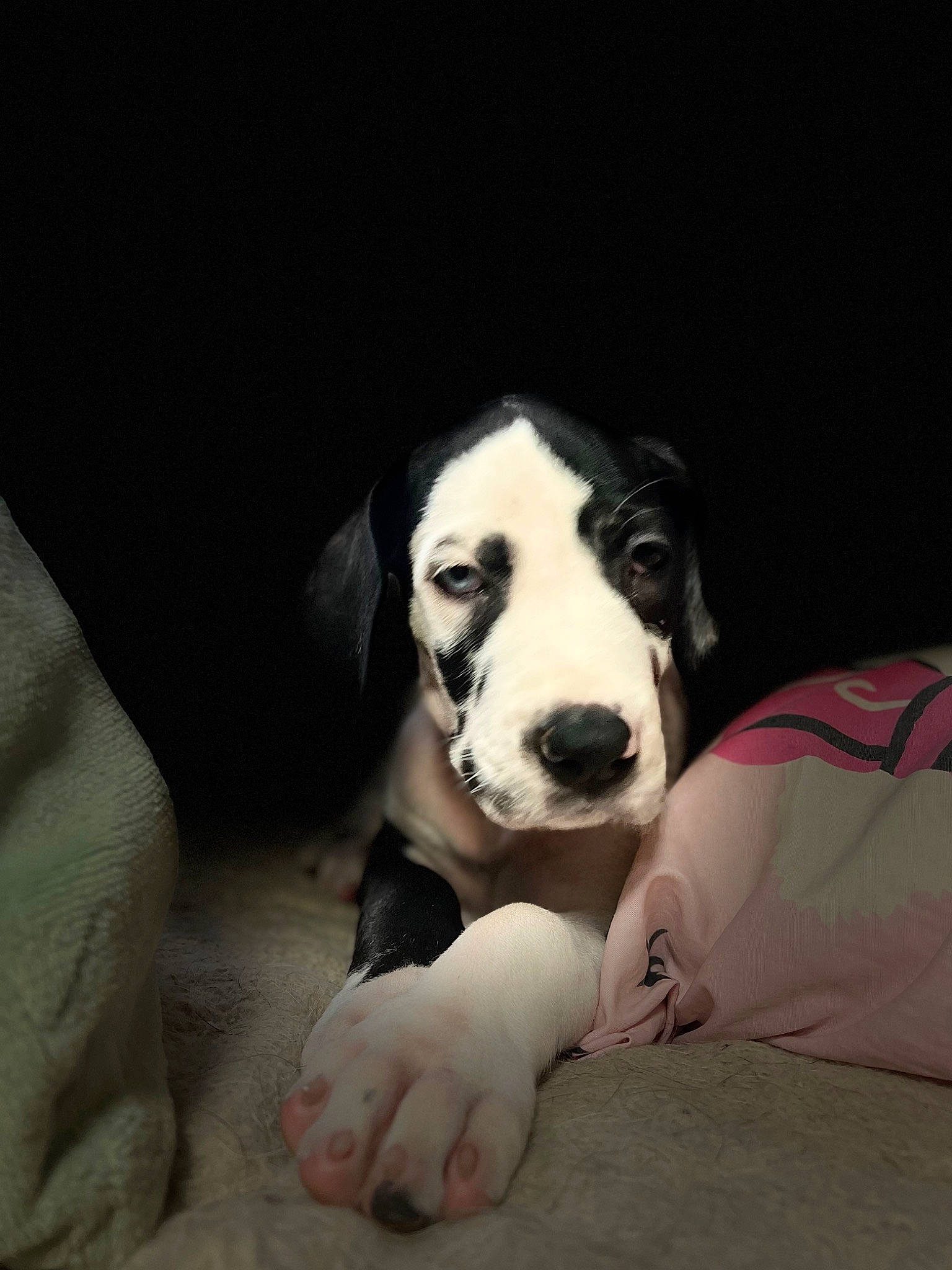 Bernadette is registered to the contest to win money with this photo: bored, canidae, carnivore, comfort, companion_dog, dog, dog_breed, fur, pointer, puppy, sporting_group, terrestrial_animal, whiskers, working_animal, working_dog