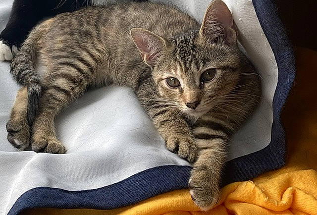 Opal is registered to the contest to win money with this photo: carnivore, cat, claw, comfort, domestic_short_haired_cat, felidae, fur, nap, paw, small_to_medium_sized_cats, snout, tail, terrestrial_animal, whiskers, wildlife