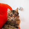 cat, chair, close_up, cushion, decor, disco_ball, ears, feline, fluffy_cat, fur, green_eyes, home, indoor, mammal, orange_chair, pet, portrait, relaxed, tabby_cat, whiskers