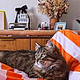 Gatsby participe au concours pour gagner de l'argent avec cette photo : cat, tabby_cat, green_eyes, whiskers, bed, blanket, orange_stripes, duvet, cozy, relaxed, indoor, portrait, vase, dried_flowers, nightstand, photo_frame, wooden_furniture, pet, fur, soft_light
