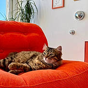 Gatsby a rejoint le concours — aidez-le/la à gagner de superbes lots ! cat, orange_chair, armchair, indoor, houseplant, framed_art, wall, decor, cozy, tabby_cat, pet, fur, lounging, living_room, window, sunlight, floor_tiles, corduroy, relaxed, portrait