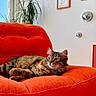 armchair, cat, corduroy, cozy, decor, floor_tiles, framed_art, fur, houseplant, indoor, living_room, lounging, orange_chair, pet, portrait, relaxed, sunlight, tabby_cat, wall, window
