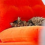 Gatsby a rejoint le concours — aidez-le/la à gagner de superbes lots ! cat, tabby_cat, pet, chair, armchair, orange, corduroy, upholstery, cushion, furniture, indoor, cozy, sleeping, relaxed, fur, whiskers, portrait, close_up, home_interior, paw