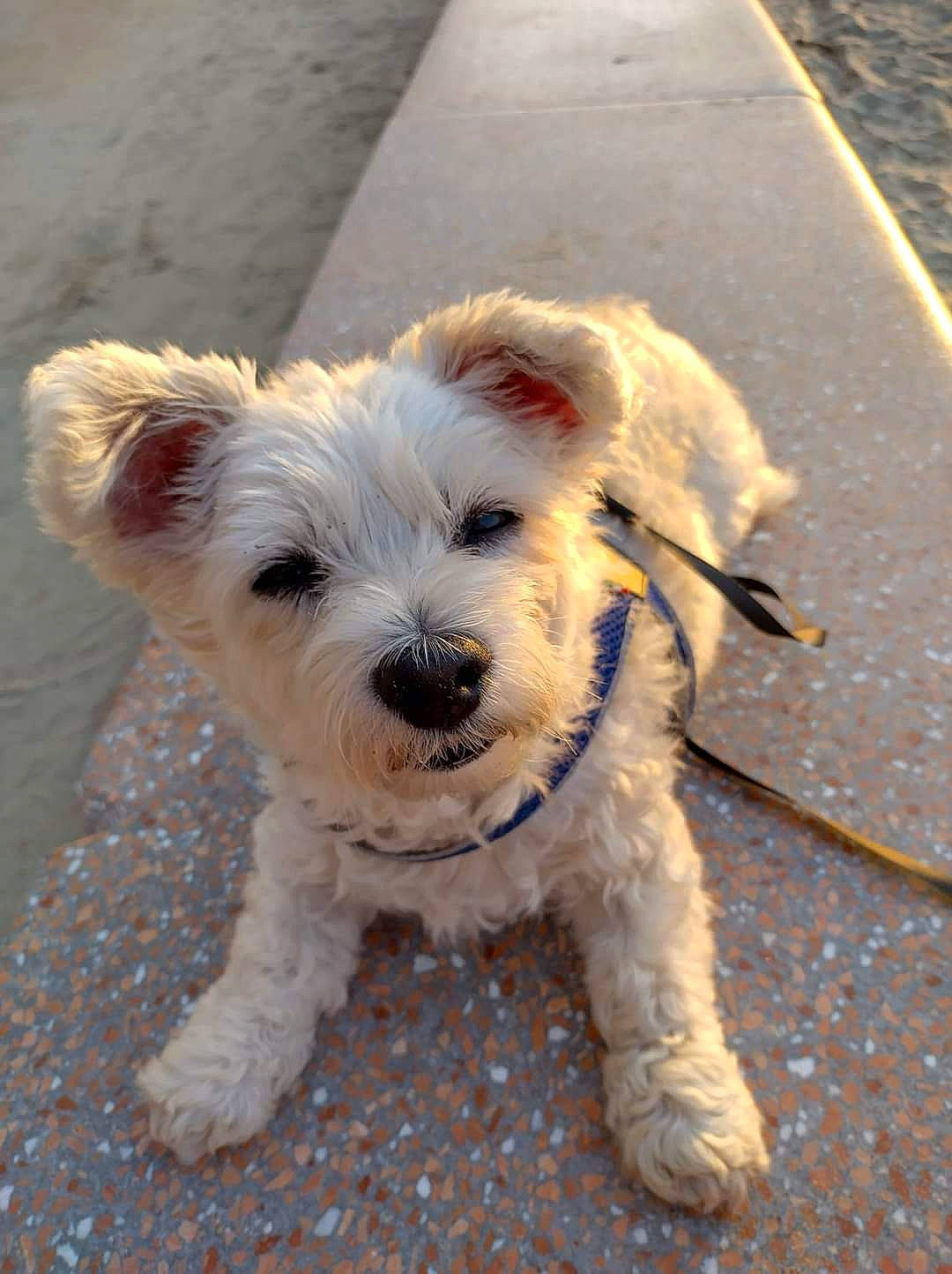 Lola participe au concours pour gagner de l'argent avec cette photo : asphalt, canidae, carnivore, collar, companion_dog, dog, dog_breed, dog_collar, dog_supply, fawn, fur, maltepoo, puppy, road_surface, small_terrier, sporting_group, terrier, toy_dog, working_animal, working_terrier