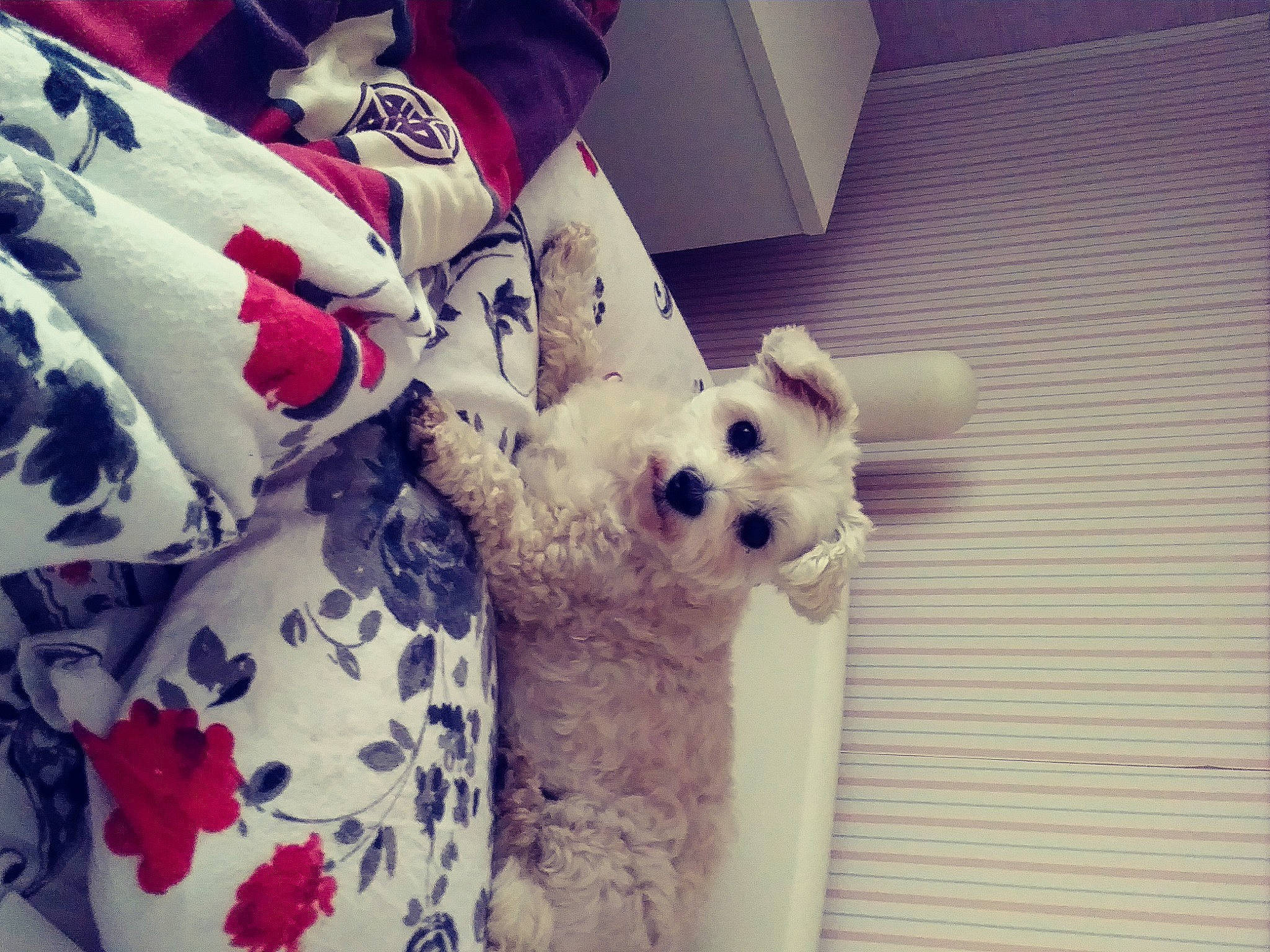 Lola a rejoint le concours — aidez-le/la à gagner de superbes lots ! canidae, carmine, carnivore, companion_dog, dog, dog_breed, flooring, font, fur, happy, linens, metal, pattern, plush, room, sporting_group, square, stuffed_toy, toy, toy_dog