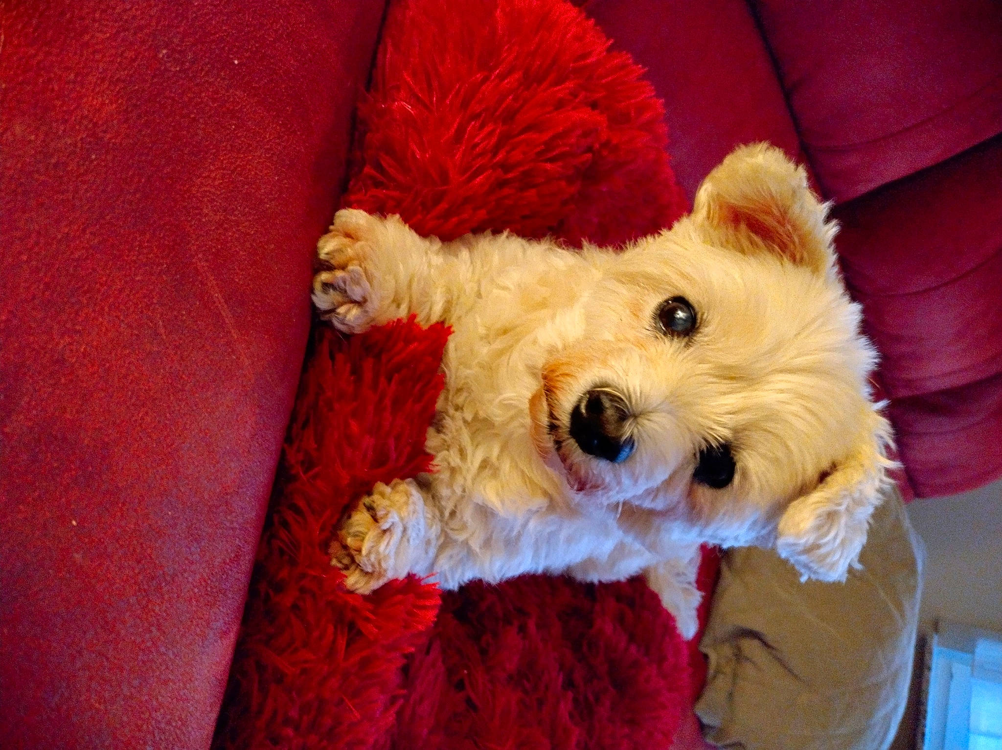 Lola a rejoint le concours — aidez-le/la à gagner de superbes lots ! canidae, carnivore, comfort, companion_dog, corgi_chihuahua, dog, dog_breed, dog_clothes, dog_supply, fur, maltepoo, non_sporting_group, small_terrier, snout, sporting_group, stuffed_toy, terrier, toy, toy_dog, working_animal