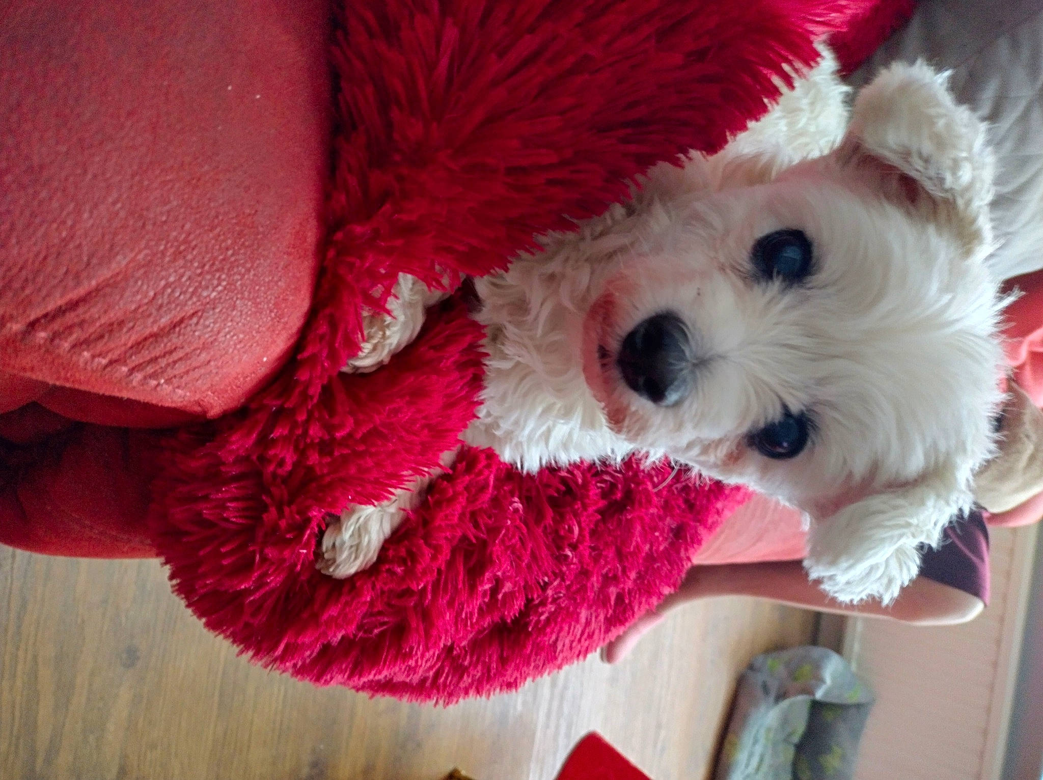 Lola participe au concours pour gagner de l'argent avec cette photo : carnivore, collar, companion_dog, dog, dog_breed, dog_clothes, dog_collar, dog_supply, fur, magenta, pet_supply, pink, small_terrier, snout, sporting_group, stuffed_toy, sunglasses, terrier, toy, toy_dog