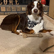 Aussie is registered to the contest to win money with this photo: dog, bandana, bone, dog_bed, fireplace, brick, decor, skeleton, pirate, skull_pattern, welcome_sign, indoor, pet, brown_and_white, floor_tile, cozy, toy, relaxed, home, animal