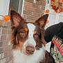 Aussie is registered to the contest to win money with this photo: dog, brown_and_white, fluffy, pet, portrait, outdoor, brick_wall, window, orange_lights, halloween_decor, wreath, person, hand, tshirt, graphic_tee, calm, sitting, close_up, front_porch, autumn