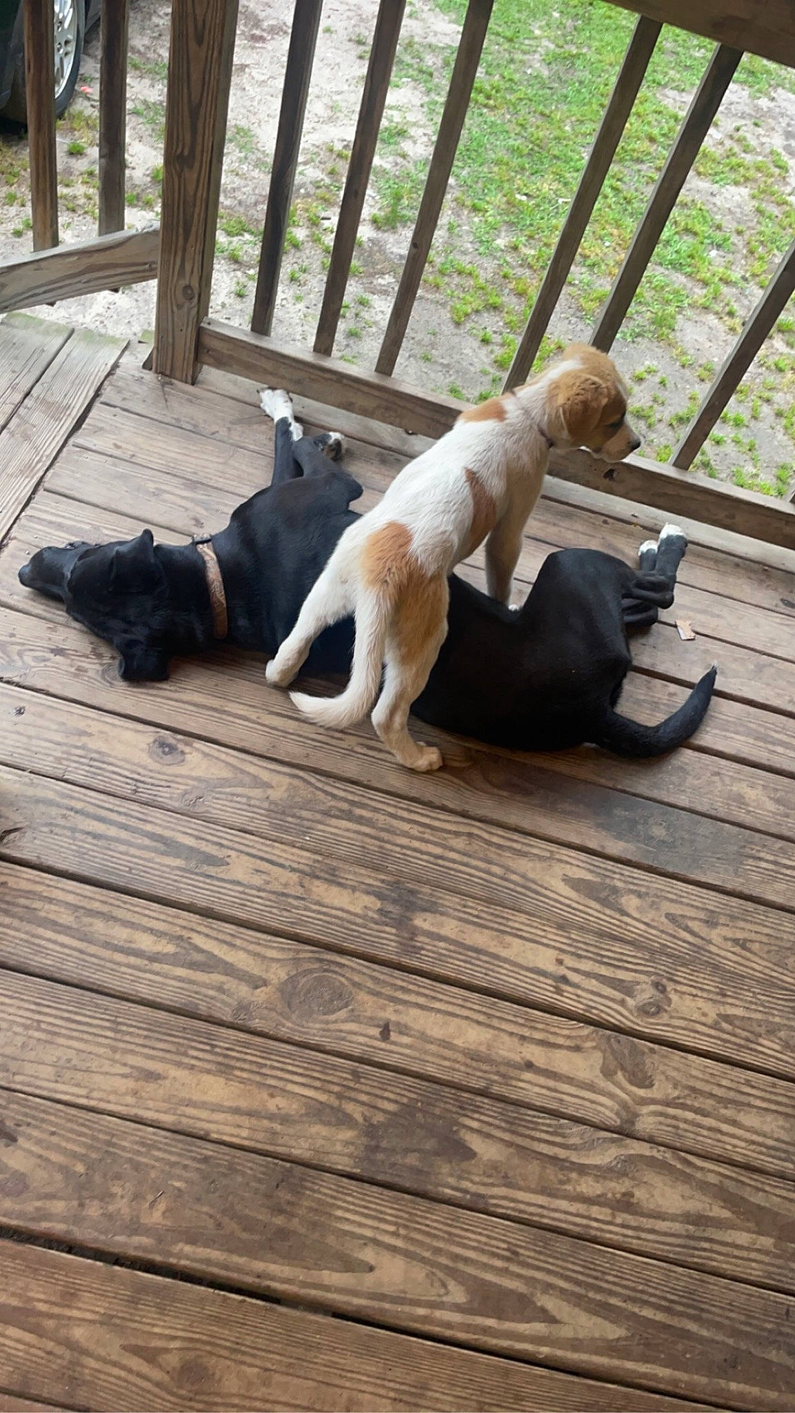 Bailey is registered to the contest to win money with this photo: canidae, carnivore, comfort, companion_dog, dog, dog_breed, fawn, fence, floor, flooring, hardwood, laminate_flooring, leisure, plank, sitting, sporting_group, tail, wood, wood_flooring, wood_stain