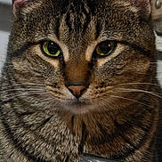 Han Squirrel joined the competition — help win amazing prizes! cat, tabby_cat, indoor, pet, feline, animal, close_up, green_eyes, fur, whiskers, ears, face, plastic_bag, vent, heater, striped, curious, sitting, domestic_cat, portrait