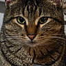 animal, cat, close_up, curious, domestic_cat, ears, face, feline, fur, green_eyes, heater, indoor, pet, plastic_bag, portrait, sitting, striped, tabby_cat, vent, whiskers