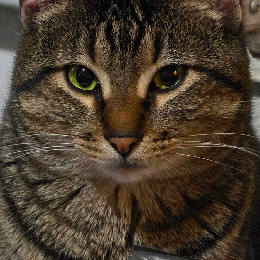 Han Squirrel joined the competition — help win amazing prizes! cat, tabby_cat, indoor, pet, feline, animal, close_up, green_eyes, fur, whiskers, ears, face, plastic_bag, vent, heater, striped, curious, sitting, domestic_cat, portrait