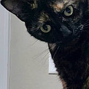 Peach is registered to the contest to win money with this photo: cat, tortoiseshell, curious, indoor, peeking, animal, pet, feline, ears, whiskers, wall, light_switch, portrait, closeup, looking, head_tilt, soft_light, domestic, cute, curiosity
